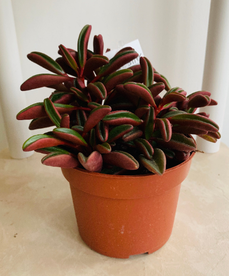 Peperomia Graveolens 'Ruby Glow' Cassandra's Plants