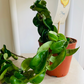 Hoya Carnosa Compacta Hindu Rope Plant Cassandra's Plants