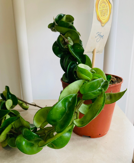 Hoya Carnosa Compacta Hindu Rope Plant Cassandra's Plants