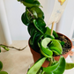 Hoya Carnosa Compacta Hindu Rope Plant Cassandra's Plants