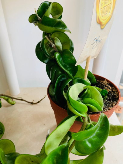 Hoya Carnosa Compacta Hindu Rope Plant Cassandra's Plants