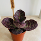 Kalanchoe Humilis Cassandra's Plants