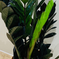 Zamioculcas Zamiifolia Raven Cassandra's Plants