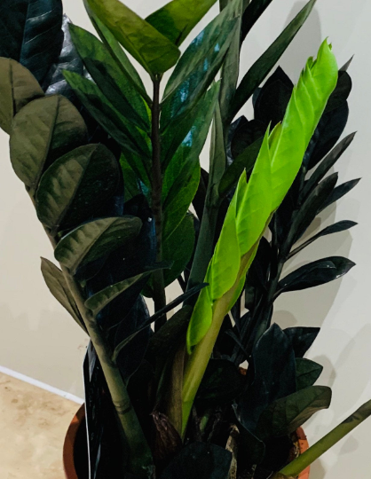 Zamioculcas Zamiifolia Raven Cassandra's Plants