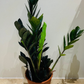  Edit alt text Zamioculcas Zamiifolia Raven Cassandra's Plants