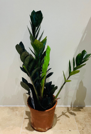  Edit alt text Zamioculcas Zamiifolia Raven Cassandra's Plants