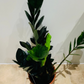 Zamioculcas Zamiifolia Raven