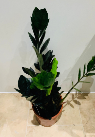 Zamioculcas Zamiifolia Raven