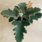 Kalanchoe Beharensis 'Felt Bush Plant' Cassandra's Plants