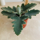 Kalanchoe Beharensis 'Felt Bush Plant' Cassandra's Plants