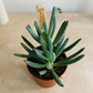 Curio / Senecio Ficoides 'Mount Everest' 5.5cm Pot Cassandra's Plants
