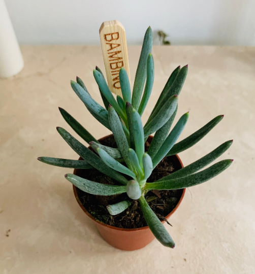 Curio / Senecio Ficoides 'Mount Everest' 5.5cm Pot Cassandra's Plants