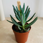 Curio / Senecio Ficoides 'Mount Everest' 5.5cm Cassandra's Plants