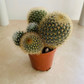 Cleistocactus Icosagonus 5.5cm Pot Cassandra's Plants
