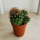 Mammillaria Mammillaris Cassandra's Plants