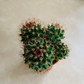 Mammillaria Mammillaris Cassandra's Plants