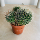 Mammillaria Moelleriana Cassandra's Plants
