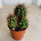 Echinopsis Marsoneri Cassandra's Plants