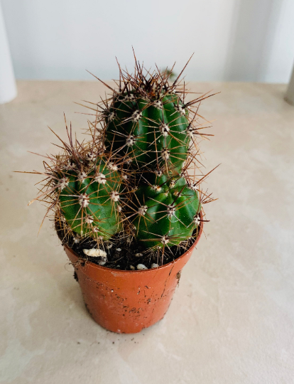 Echinopsis Marsoneri Cassandra's Plants