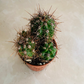 Echinopsis Marsoneri Cassandra's Plants