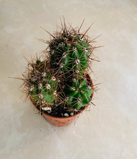 Echinopsis Marsoneri Cassandra's Plants