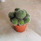 Rebutia Heliosa var. Cajasensis Cassandra's Plants
