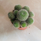 Rebutia Heliosa var. Cajasensis Cassandra's Plants