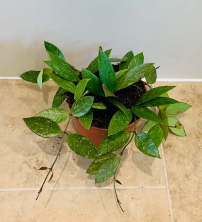 Hoya Pubicalyx Splash Cassandra's Plants