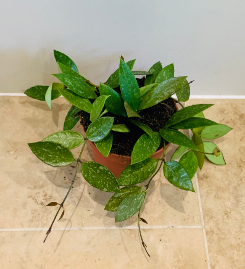 Hoya Pubicalyx Splash Cassandra's Plants