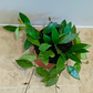Hoya Pubicalyx Splash Cassandra's Plants
