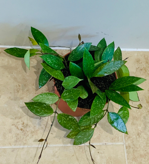 Hoya Pubicalyx Splash Cassandra's Plants