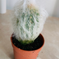 Espostoa Lanata subs. Lanianuligera "Old Man Cactus"Cassandra's Plants