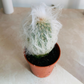 Espostoa Lanata subs. Lanianuligera "Old Man Cactus" Cassandra's Plants