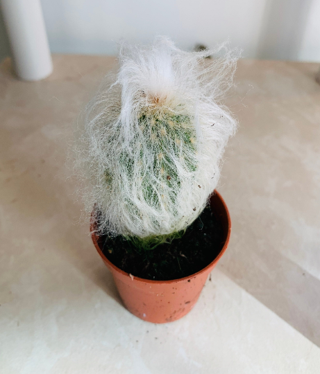 Espostoa Lanata subs. Lanianuligera "Old Man Cactus" Cassandra's Plants