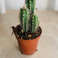 Pilocereus Glaucochrous Cassandra's Plants