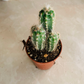 Pilocereus Glaucochrous Cassandra's Plants