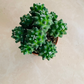 Mammillaria Polythele fma. Inermis Cassandra's Plants