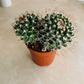 Mammillaria Karwinskiana Cassandra's Plants