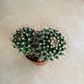 Mammillaria Karwinskiana Cassandra's Plants