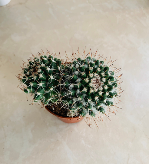 Mammillaria Karwinskiana Cassandra's Plants