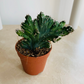 Cereus Spegazzinii Fma. Cristatus 5.5cm Pot Cassandra's Plants