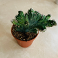 Cereus Spegazzinii Fma. Cristatus 5.5cm Pot Cassandra's Plants