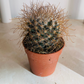 Mammillaria Rekoi ssp. Leptacantha Cassandra's Plants