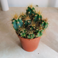 Blue Torch Cactus Pilosocereus Azureus Cassandra's Plants