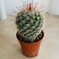 Mammillaria Bombycina Cactus Cassandra's Plants