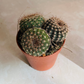 Parodia Werneri Cassandra's Plants