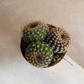 Parodia Werneri Cassandra's Plants