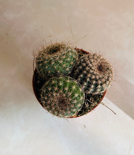 Parodia Werneri Cassandra's Plants