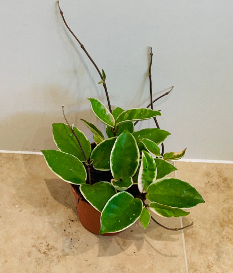 Hoya Carnosa Krimson Queen Cassandra's Plants