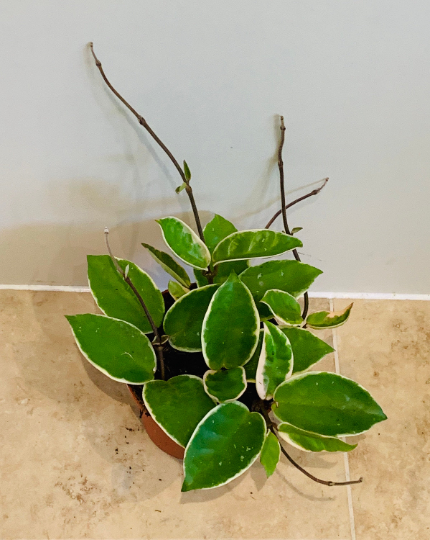 Hoya Carnosa Krimson Queen Cassandra's Plants